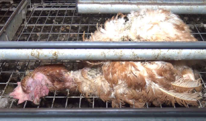 enquete-l214-poules-cage-1