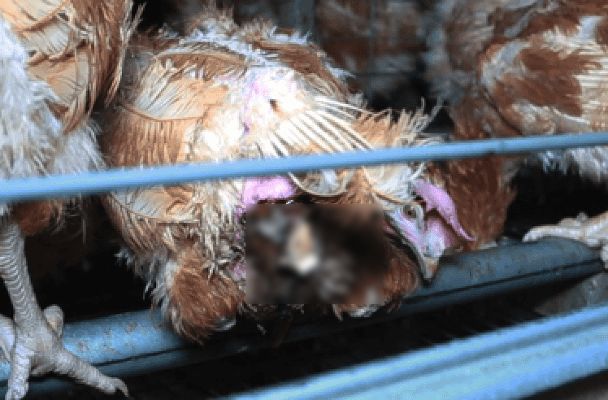 enquete-l214-poules-cage-4_censored