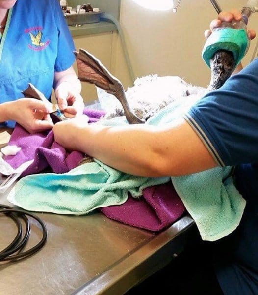 swan_cpr_rescue_cpr_2