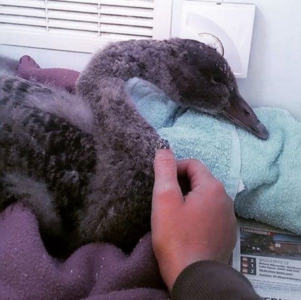 swan_cpr_rescue_cpr_3