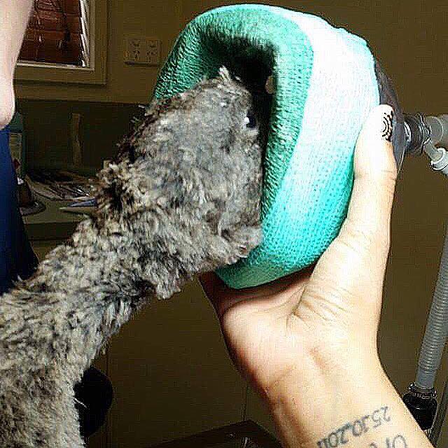 swan_cpr_rescue_cpr_4