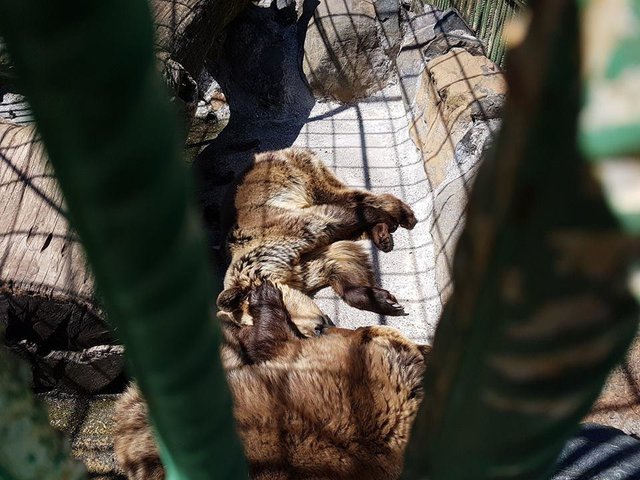 ours-maltraitance-albanie-3