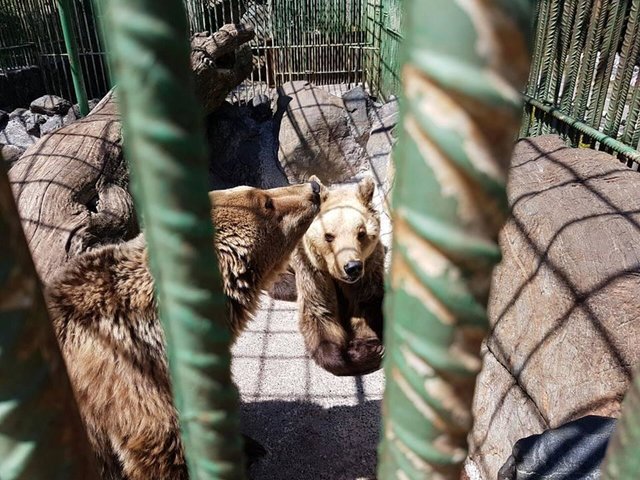 ours-maltraitance-albanie-5