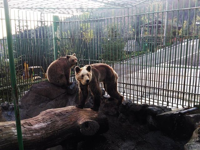 ours-maltraitance-albanie-1