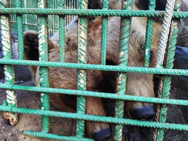 ours-maltraitance-albanie-2