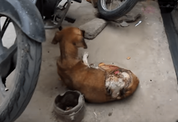 honey_dog_acid_animalaid_1