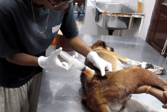 honey_dog_acid_animalaid_2