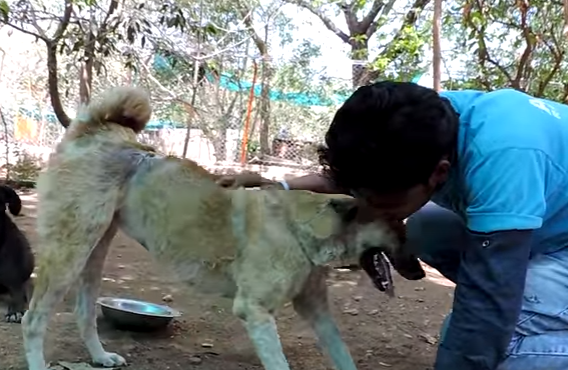 honey_dog_acid_animalaid_4