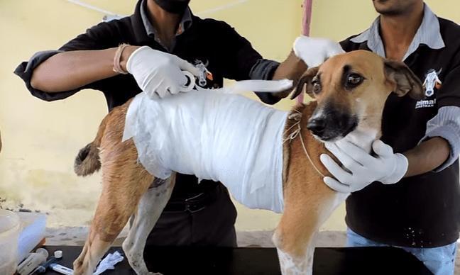 honey_dog_acid_animalaid_3