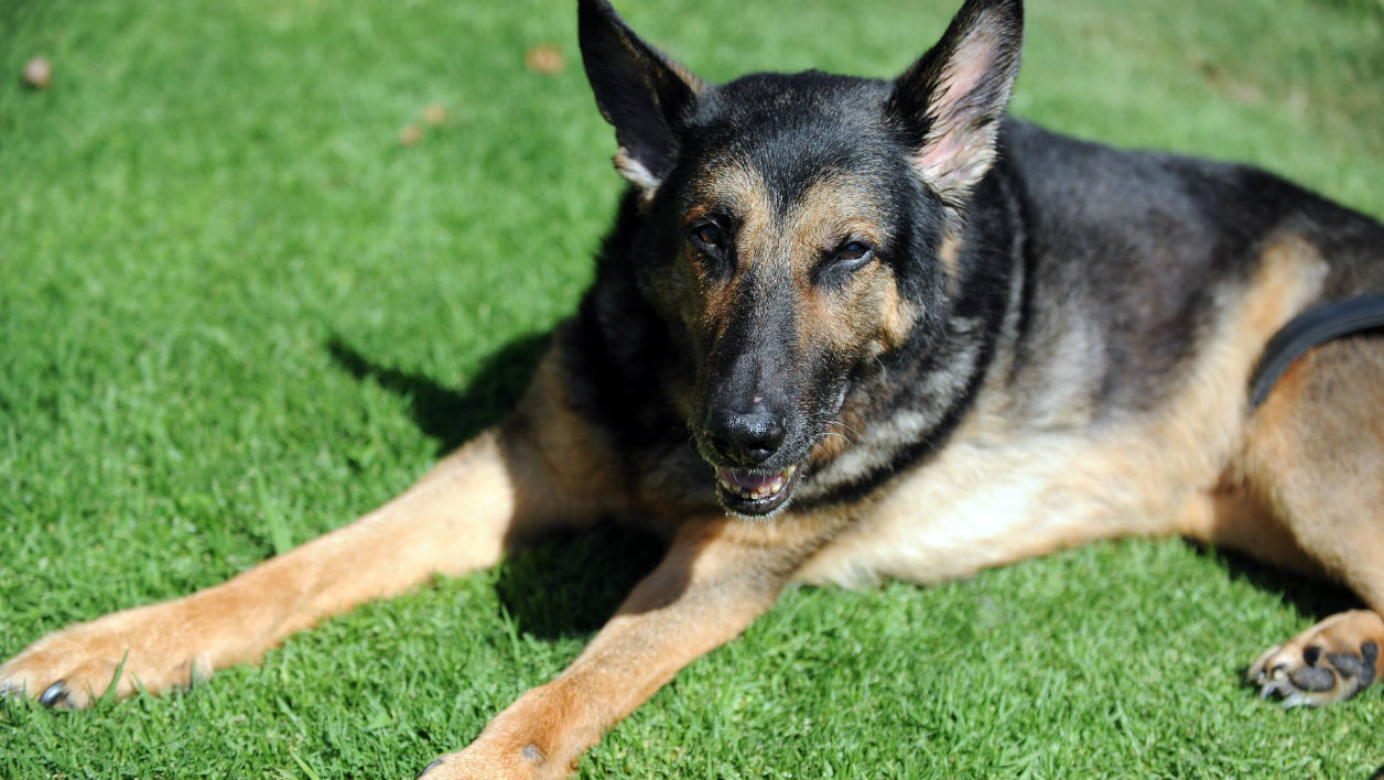 berger-allemand-deces-coffre-voiture-3