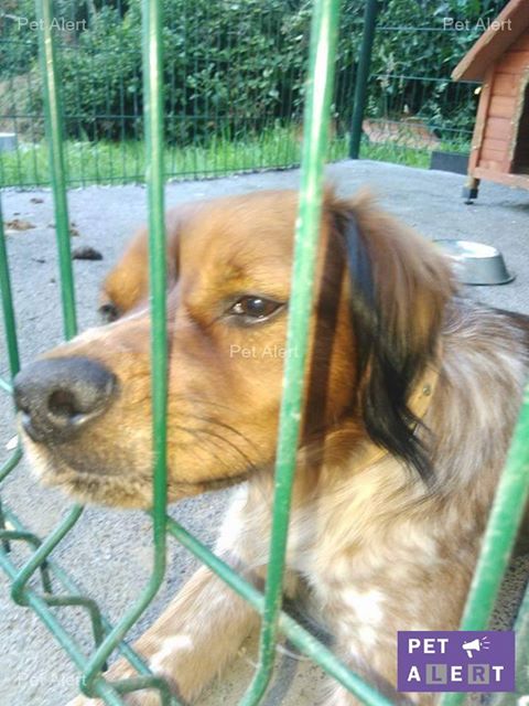 pet-alert-may17-3