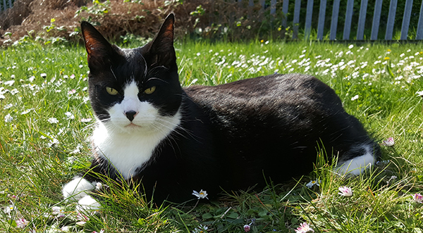 felix-cat-fell-tamise-1