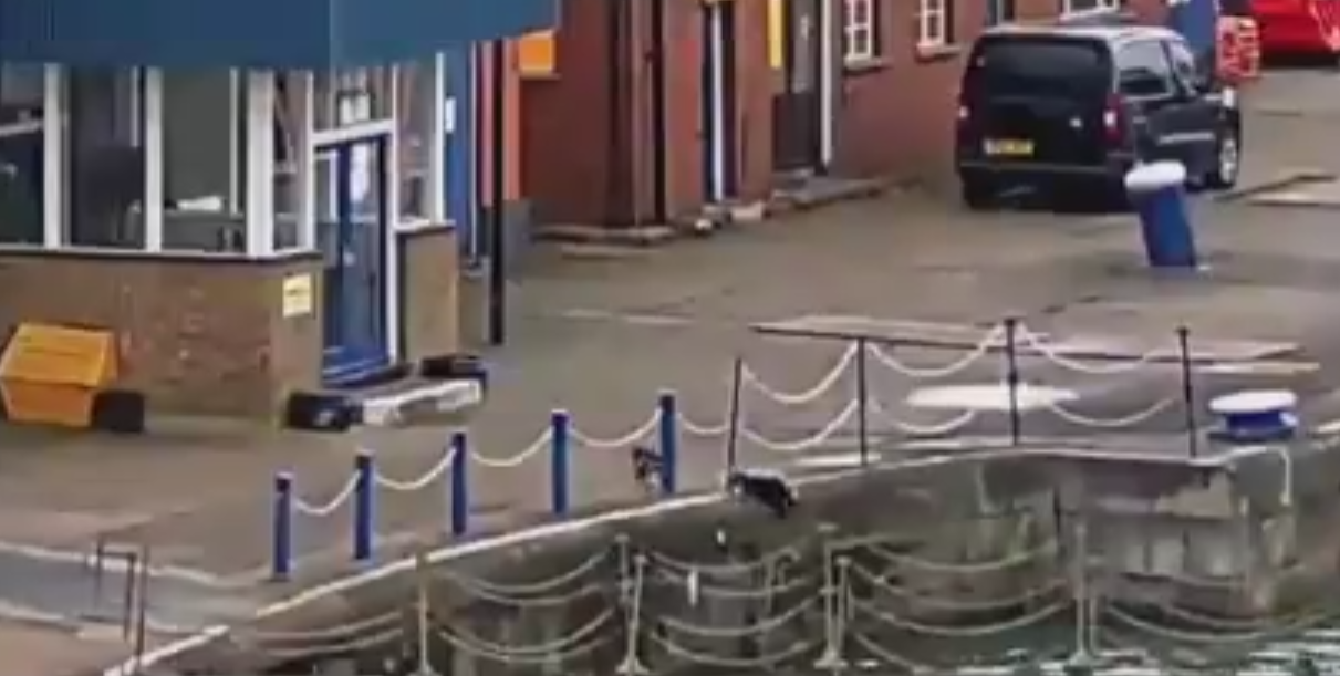 felix-cat-fell-tamise-2