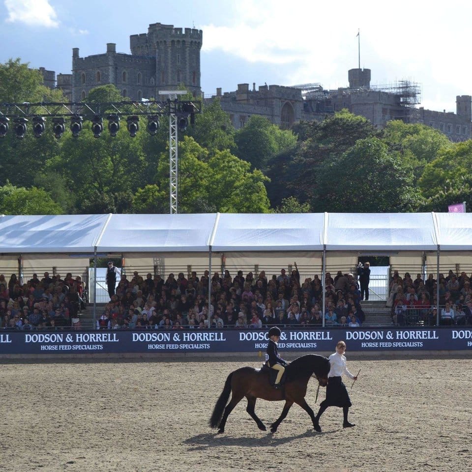 roy_pony_neglect_show_3