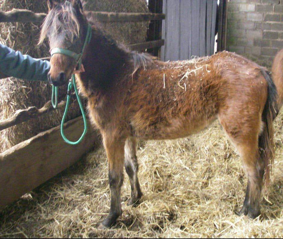 roy_pony_neglect_show_2