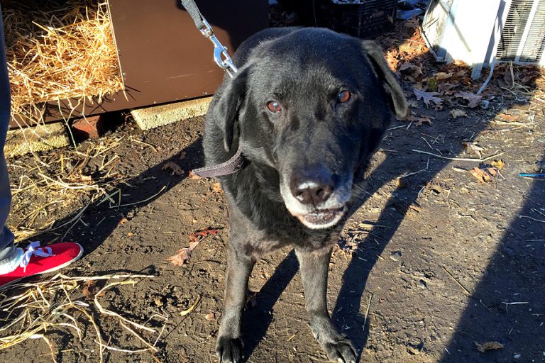 bear-chien-sauvetage-adoption-1