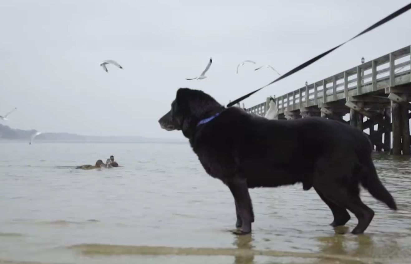 dog_bear_chained_15_years_3