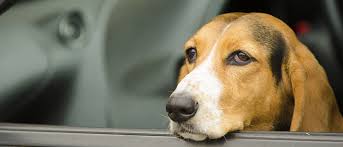 chien-voyage-conseils-2