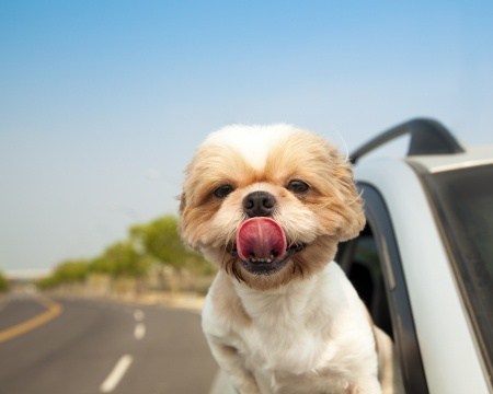 chiens-voyage-voiture-conseil
