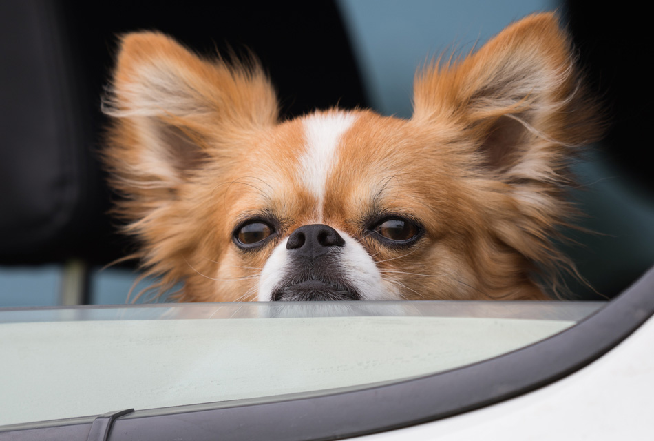 chien-voyage-conseils-3