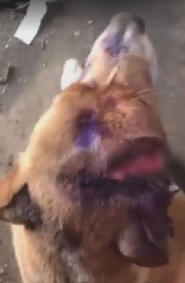 lindo-dog-miami-3_censored