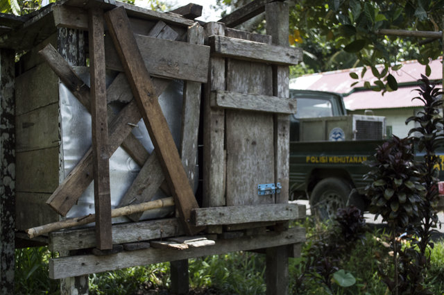 kotap-orang-outan-prisonnier-borneo-2