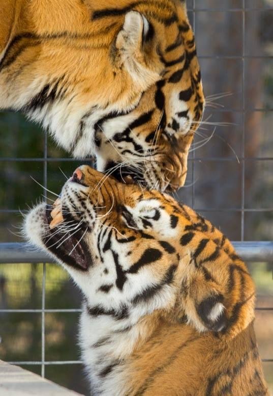 sanctuaire-euthanasie-animaux-colorado-5