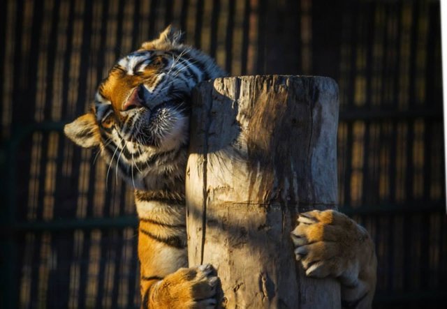 sanctuaire-euthanasie-animaux-colorado-6