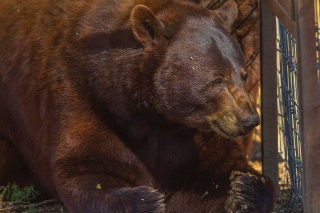 sanctuaire-euthanasie-animaux-colorado-4