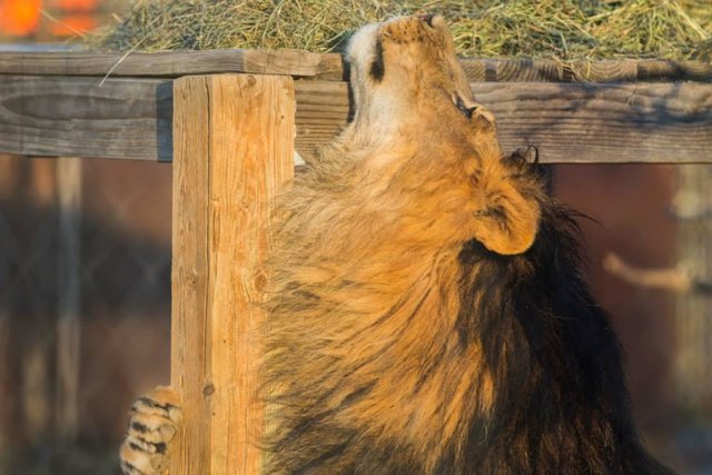 sanctuaire-euthanasie-animaux-colorado-7