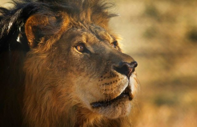 sanctuaire-euthanasie-animaux-colorado-8