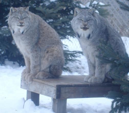 sanctuaire-euthanasie-animaux-colorado-3