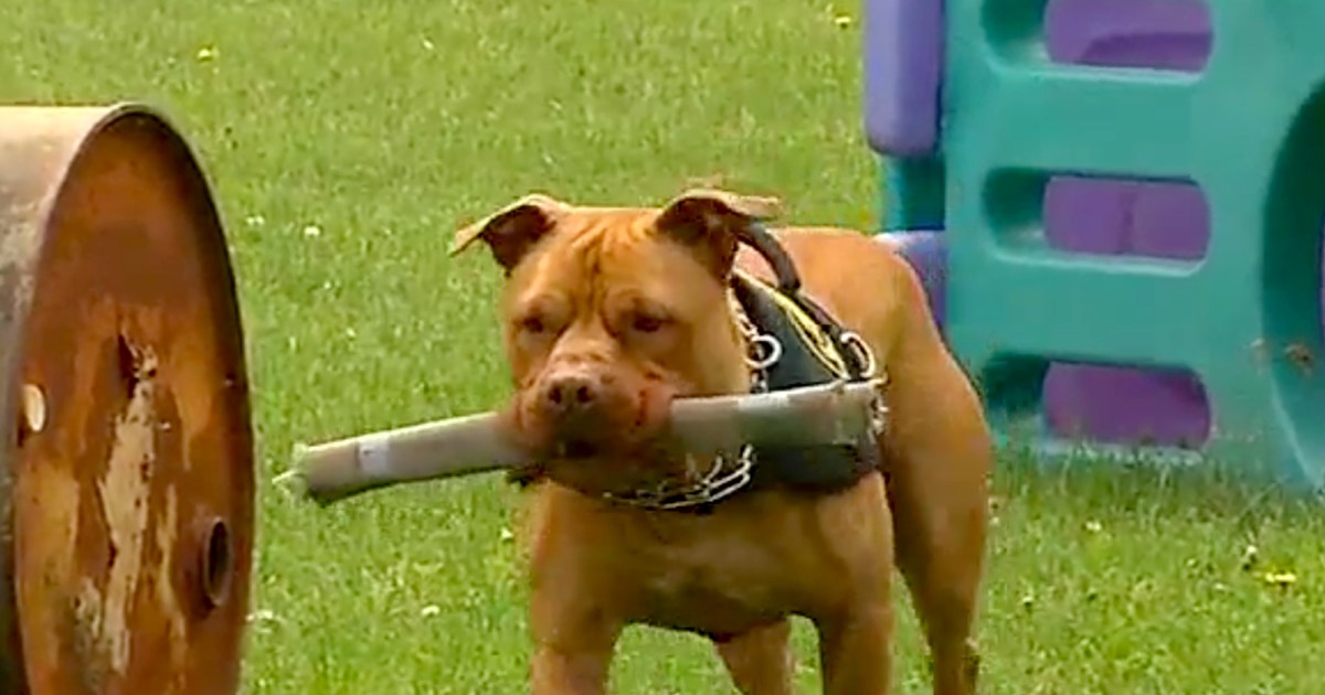 leonard-k9-pitbull-1