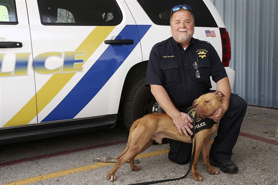 leonard-k9-pitbull-2