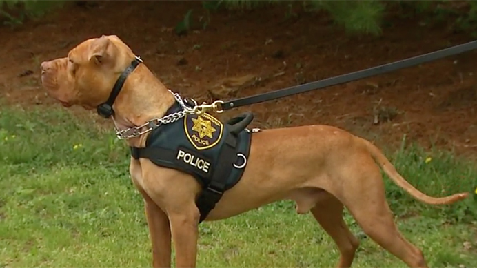 leonard-k9-pitbull-3