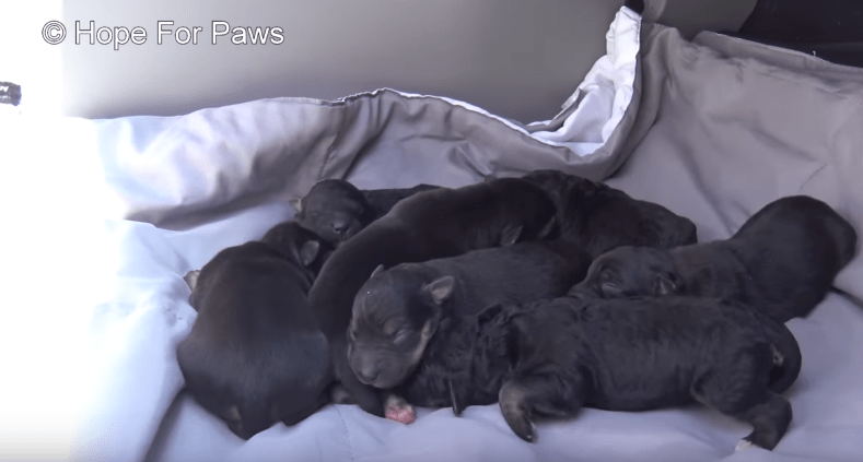 hopeforpaws-spring-puppies-4