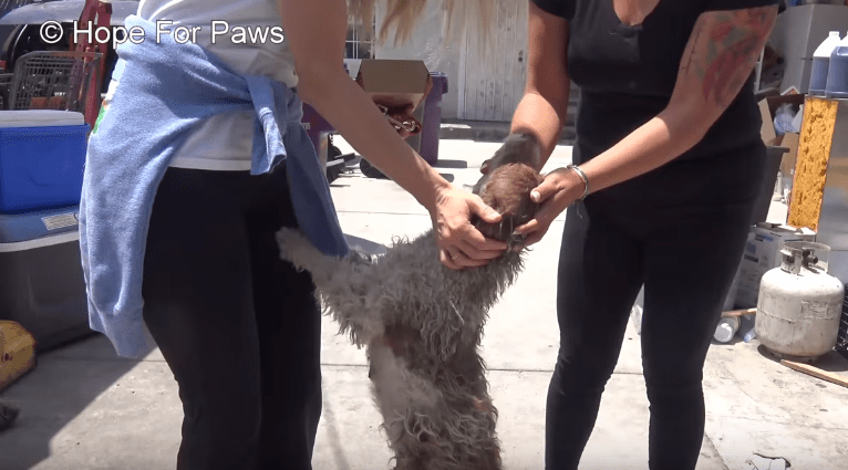 hopeforpaws-spring-puppies-1