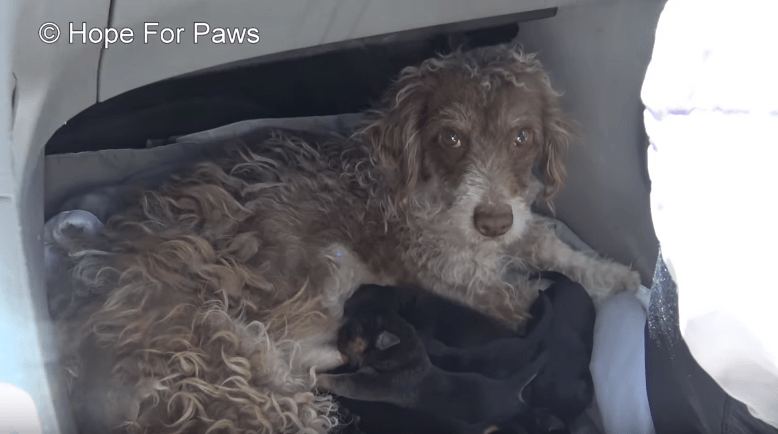 hopeforpaws-spring-puppies-5