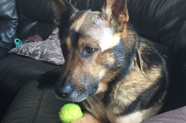 finn-k9-dog-stabbing-1