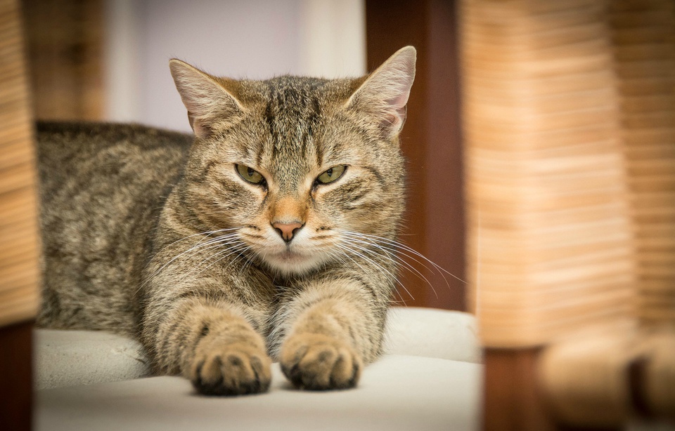 chat-torture-draguinan-2