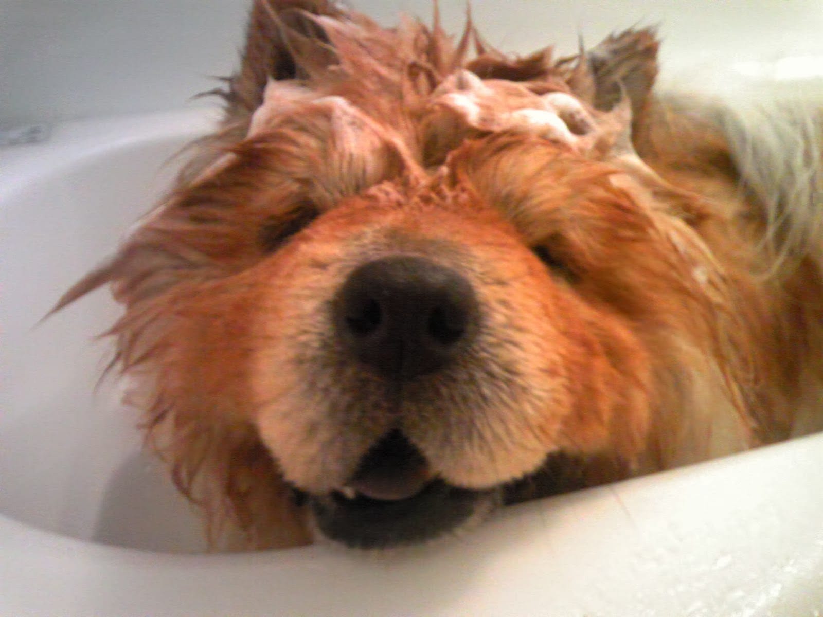dog-shampoo-lifestyle-8