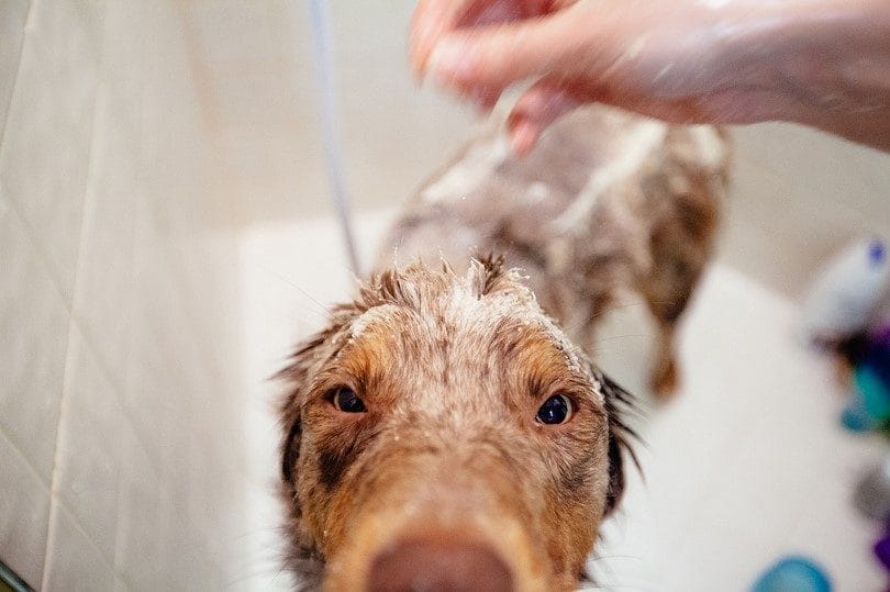 dog-shampoo-lifestyle-6
