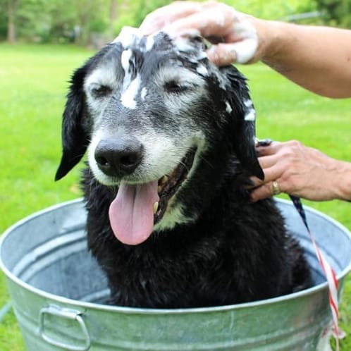 dog-shampoo-lifestyle07