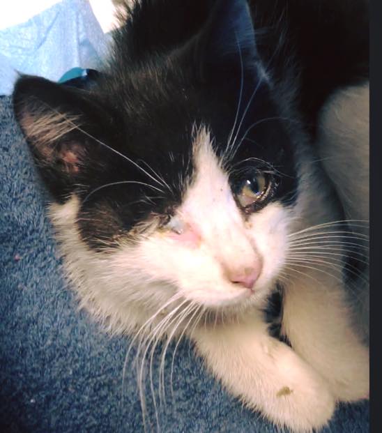 dave_highway_kitten_rescue_4