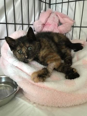 dave_highway_kitten_rescue_3