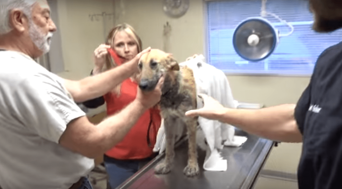 dolly_vet_ranch_mange_1