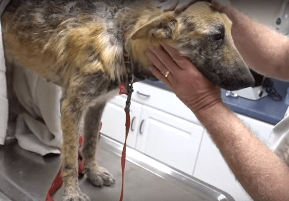 dolly_vet_ranch_mange_2