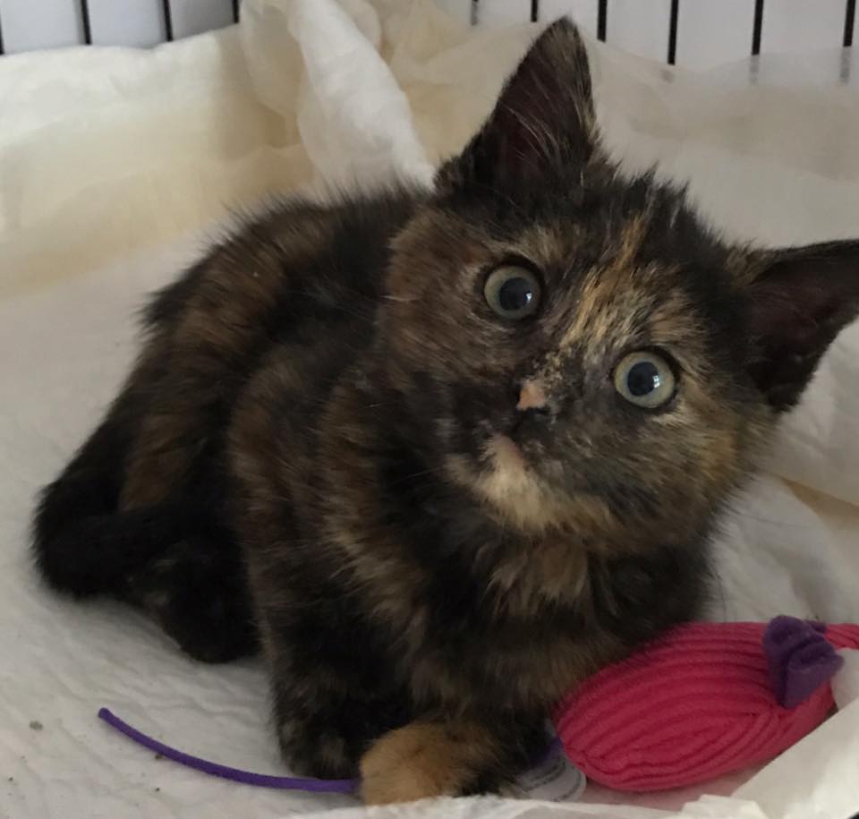 dave_highway_kitten_rescue_5