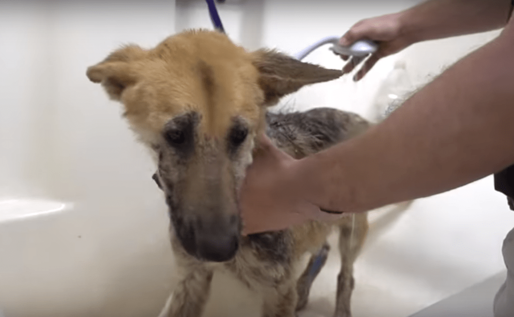 dolly_vet_ranch_mange_3