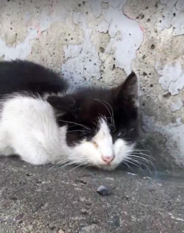 dave_highway_kitten_rescue_8